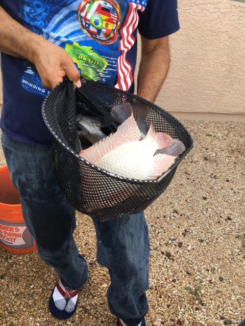 Golden Tilapia Harvested from MSABP