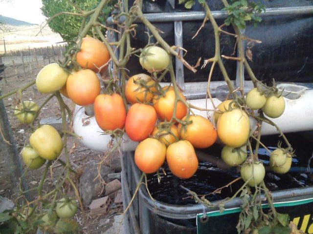 AquaBioPonics - Tomatoes in the Arid Land