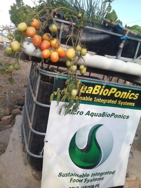 AquaBioPonics - Tonho&Zeze MSABP