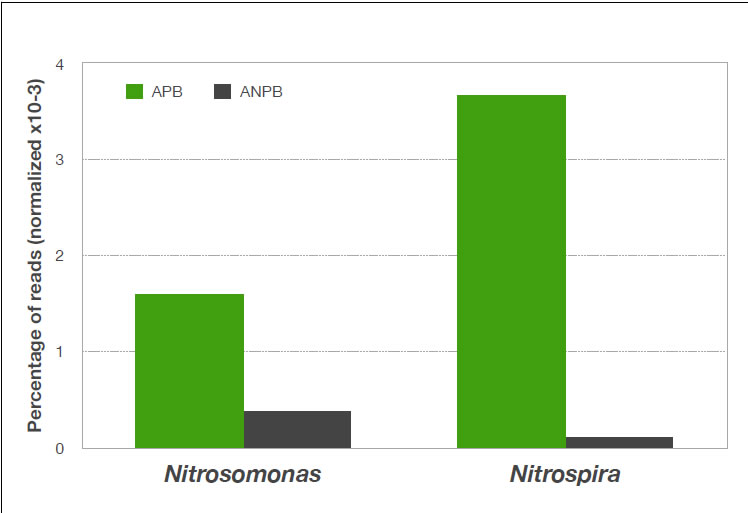 Metagenomics Analysis - Visao_geral_das_especies_N_metabolizadoras