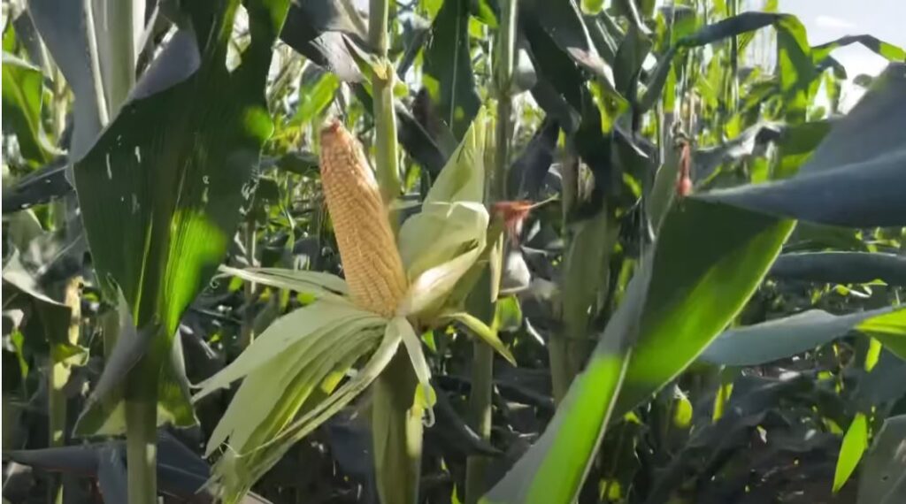 Corn with Spiral-Snail-Crescent System SSCS